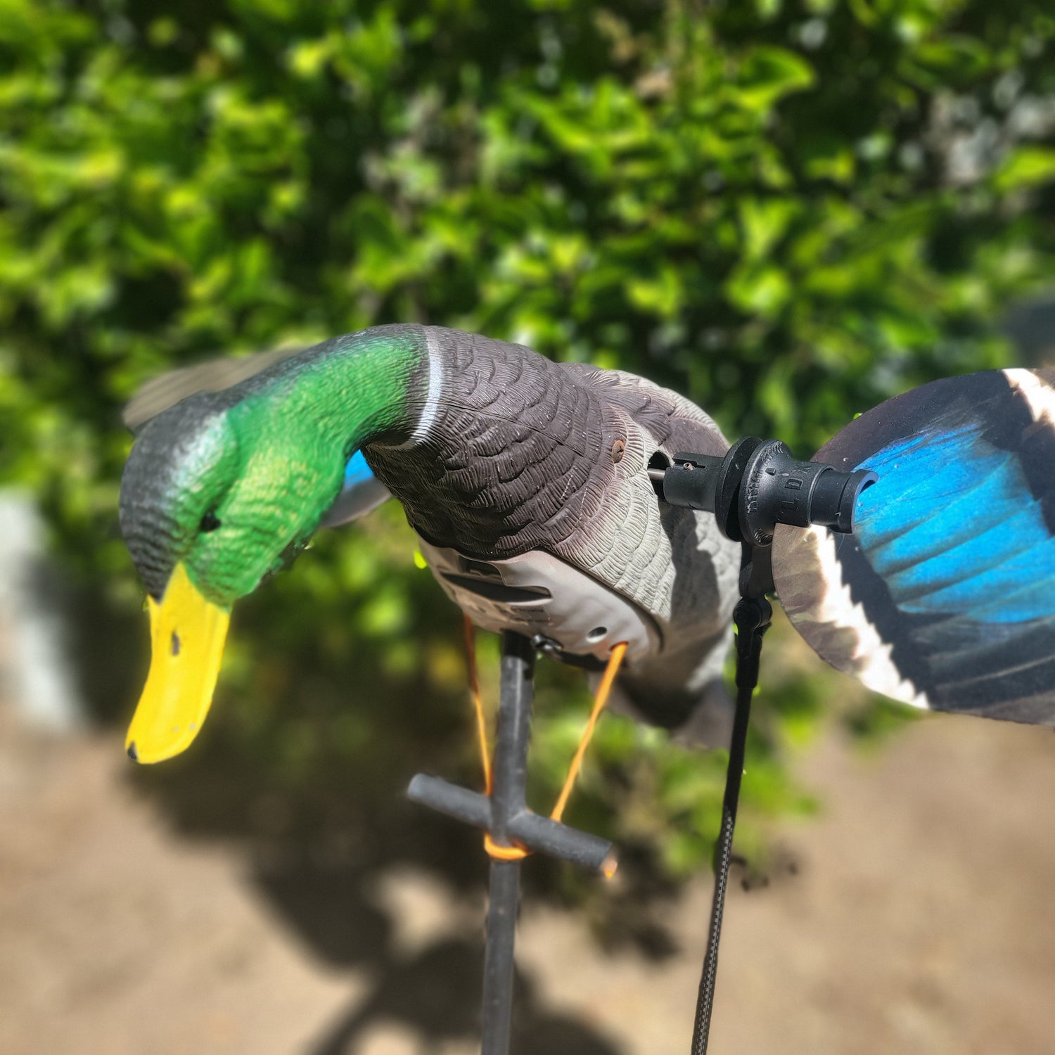 Decoys